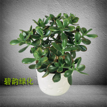 燕子掌